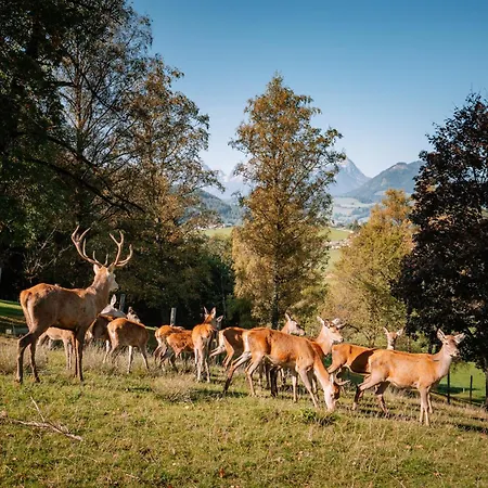 Sperlhof 3* Windischgarsten