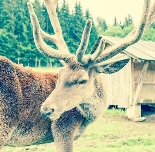 Sperlhof 3* Windischgarsten