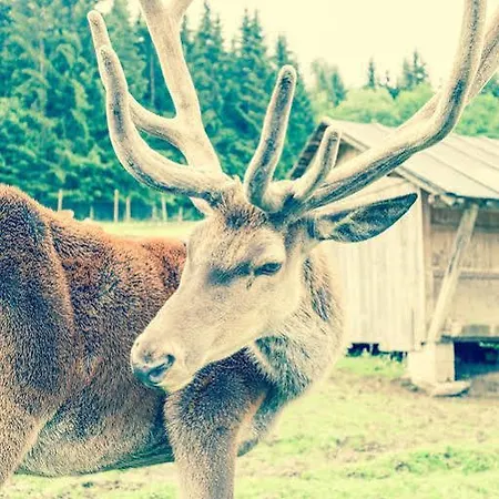 Sperlhof 3* Windischgarsten