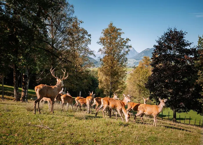Sperlhof 3* Windischgarsten
